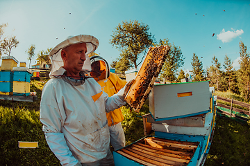 Image showing Beekeeper checking honey on the beehive frame in the field. Beekeeper on apiary. Beekeeper is working with bees and beehives on the apiary.