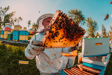 Image showing Wide shot of a beekeeper holding the beehive frame filled with honey against the sunlight in the field full of flowers