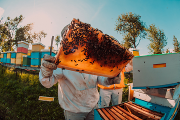 Image showing Wide shot of a beekeeper holding the beehive frame filled with honey against the sunlight in the field full of flowers