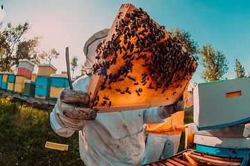 Image showing Wide shot of a beekeeper holding the beehive frame filled with honey against the sunlight in the field full of flowers