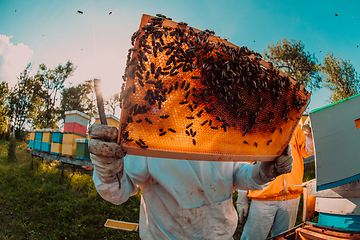 Image showing Wide shot of a beekeeper holding the beehive frame filled with honey against the sunlight in the field full of flowers