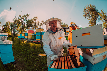 Image showing Beekeepers checking honey on the beehive frame in the field. Small business owners on apiary. Natural healthy food produceris working with bees and beehives on the apiary.