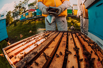 Image showing Beekeepers checking honey on the beehive frame in the field. Small business owners on apiary. Natural healthy food produceris working with bees and beehives on the apiary.