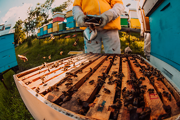 Image showing Beekeepers checking honey on the beehive frame in the field. Small business owners on apiary. Natural healthy food produceris working with bees and beehives on the apiary.