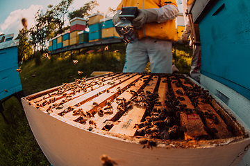 Image showing Beekeepers checking honey on the beehive frame in the field. Small business owners on apiary. Natural healthy food produceris working with bees and beehives on the apiary.