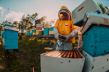 Image showing Beekeepers checking honey on the beehive frame in the field. Small business owners on apiary. Natural healthy food produceris working with bees and beehives on the apiary.