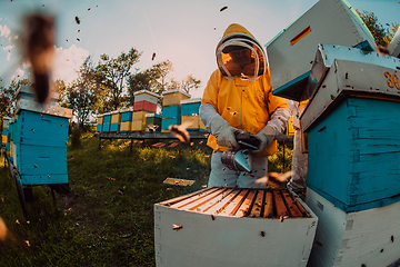 Image showing Beekeepers checking honey on the beehive frame in the field. Small business owners on apiary. Natural healthy food produceris working with bees and beehives on the apiary.