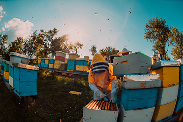 Image showing Beekeepers checking honey on the beehive frame in the field. Small business owners on apiary. Natural healthy food produceris working with bees and beehives on the apiary.