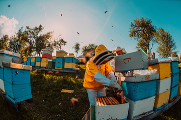 Image showing Beekeepers checking honey on the beehive frame in the field. Small business owners on apiary. Natural healthy food produceris working with bees and beehives on the apiary.