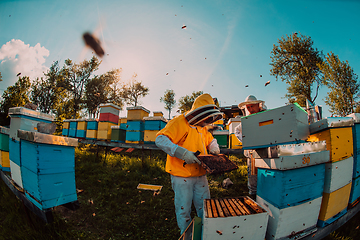 Image showing Beekeepers checking honey on the beehive frame in the field. Small business owners on apiary. Natural healthy food produceris working with bees and beehives on the apiary.