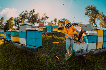 Image showing Beekeeper checking honey on the beehive frame in the field. Beekeeper on apiary. Beekeeper is working with bees and beehives on the apiary.