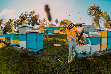 Image showing Beekeeper checking honey on the beehive frame in the field. Beekeeper on apiary. Beekeeper is working with bees and beehives on the apiary.