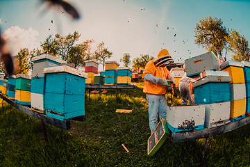 Image showing Beekeeper checking honey on the beehive frame in the field. Beekeeper on apiary. Beekeeper is working with bees and beehives on the apiary.