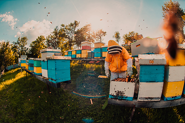 Image showing Beekeeper checking honey on the beehive frame in the field. Beekeeper on apiary. Beekeeper is working with bees and beehives on the apiary.