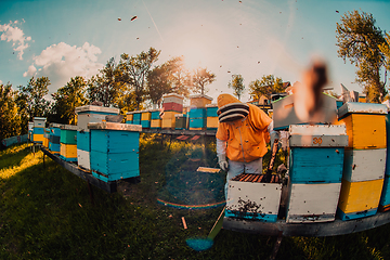 Image showing Beekeeper checking honey on the beehive frame in the field. Beekeeper on apiary. Beekeeper is working with bees and beehives on the apiary.