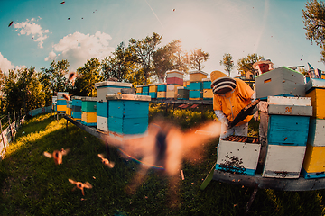 Image showing Beekeeper checking honey on the beehive frame in the field. Beekeeper on apiary. Beekeeper is working with bees and beehives on the apiary.