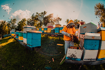 Image showing Beekeeper checking honey on the beehive frame in the field. Beekeeper on apiary. Beekeeper is working with bees and beehives on the apiary.