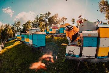 Image showing Beekeeper checking honey on the beehive frame in the field. Beekeeper on apiary. Beekeeper is working with bees and beehives on the apiary.