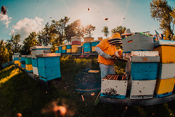 Image showing Beekeeper checking honey on the beehive frame in the field. Beekeeper on apiary. Beekeeper is working with bees and beehives on the apiary.