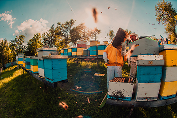 Image showing Beekeepers check the honey on the hive frame in the field. Beekeepers check honey quality and honey parasites. A beekeeper works with bees and beehives in an apiary.