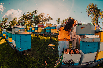 Image showing Beekeepers check the honey on the hive frame in the field. Beekeepers check honey quality and honey parasites. A beekeeper works with bees and beehives in an apiary.