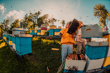 Image showing Beekeepers checking honey on the beehive frame in the field. Small business owners on apiary. Natural healthy food produceris working with bees and beehives on the apiary.