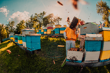 Image showing Beekeepers check the honey on the hive frame in the field. Beekeepers check honey quality and honey parasites. A beekeeper works with bees and beehives in an apiary.