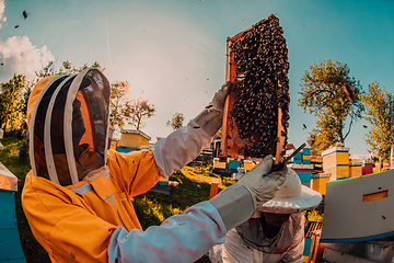 Image showing Beekeepers checking honey on the beehive frame in the field. Small business owners on apiary. Natural healthy food produceris working with bees and beehives on the apiary.