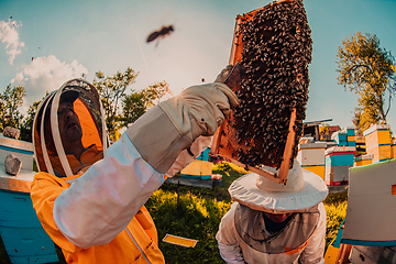 Image showing Beekeepers checking honey on the beehive frame in the field. Small business owners on apiary. Natural healthy food produceris working with bees and beehives on the apiary.