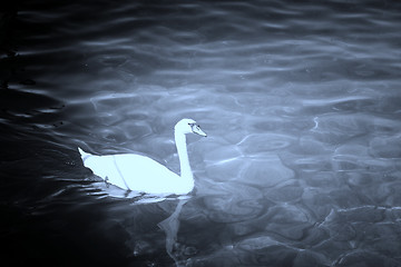 Image showing Swan