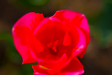 Image showing colorful tulips field