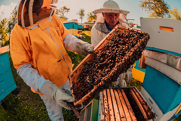 Image showing Beekeepers checking honey on the beehive frame in the field. Small business owners on apiary. Natural healthy food produceris working with bees and beehives on the apiary.