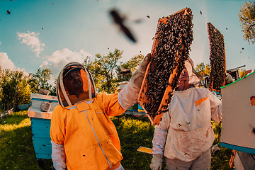 Image showing Beekeepers checking honey on the beehive frame in the field. Small business owners on apiary. Natural healthy food produceris working with bees and beehives on the apiary.