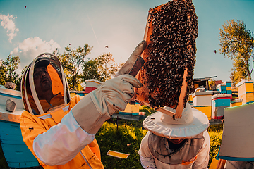 Image showing Beekeepers checking honey on the beehive frame in the field. Small business owners on apiary. Natural healthy food produceris working with bees and beehives on the apiary.