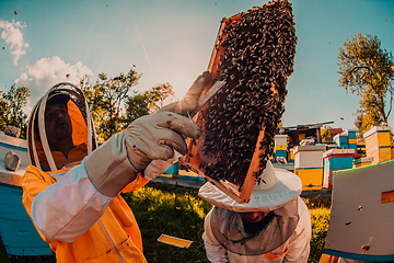 Image showing Beekeepers checking honey on the beehive frame in the field. Small business owners on apiary. Natural healthy food produceris working with bees and beehives on the apiary.