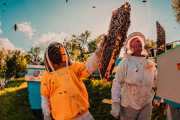 Image showing Beekeepers checking honey on the beehive frame in the field. Small business owners on apiary. Natural healthy food produceris working with bees and beehives on the apiary.