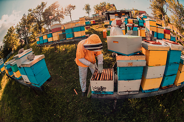 Image showing Beekeepers checking honey on the beehive frame in the field. Small business owners on apiary. Natural healthy food produceris working with bees and beehives on the apiary.