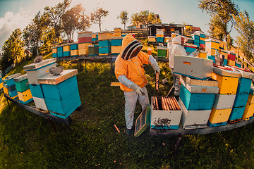 Image showing Beekeepers checking honey on the beehive frame in the field. Small business owners on apiary. Natural healthy food produceris working with bees and beehives on the apiary.