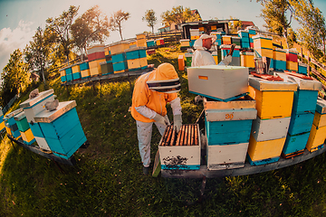 Image showing Beekeepers checking honey on the beehive frame in the field. Small business owners on apiary. Natural healthy food produceris working with bees and beehives on the apiary.