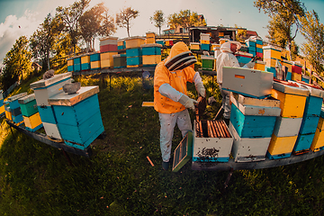 Image showing Beekeepers checking honey on the beehive frame in the field. Small business owners on apiary. Natural healthy food produceris working with bees and beehives on the apiary.