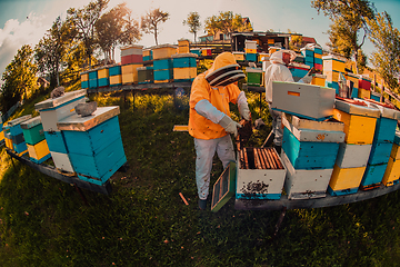 Image showing Beekeepers checking honey on the beehive frame in the field. Small business owners on apiary. Natural healthy food produceris working with bees and beehives on the apiary.