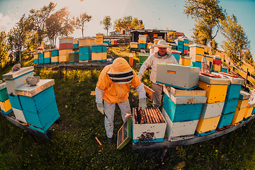 Image showing Beekeepers checking honey on the beehive frame in the field. Small business owners on apiary. Natural healthy food produceris working with bees and beehives on the apiary.