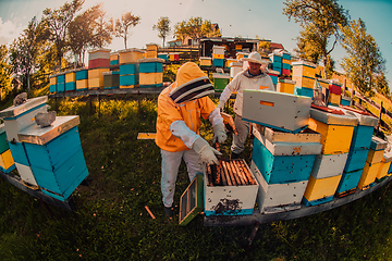 Image showing Beekeepers checking honey on the beehive frame in the field. Small business owners on apiary. Natural healthy food produceris working with bees and beehives on the apiary.