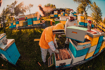 Image showing Beekeepers checking honey on the beehive frame in the field. Small business owners on apiary. Natural healthy food produceris working with bees and beehives on the apiary.