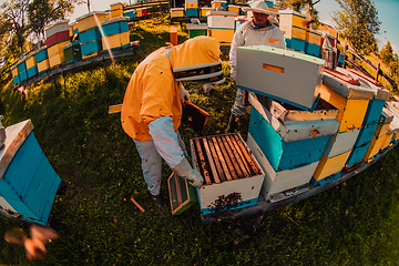 Image showing Beekeepers checking honey on the beehive frame in the field. Small business owners on apiary. Natural healthy food produceris working with bees and beehives on the apiary.