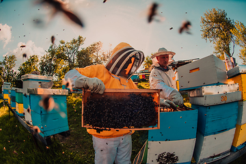 Image showing Beekeepers checking honey on the beehive frame in the field. Small business owners on apiary. Natural healthy food produceris working with bees and beehives on the apiary.