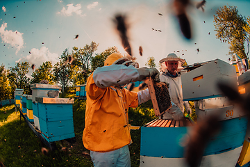 Image showing Beekeepers checking honey on the beehive frame in the field. Small business owners on apiary. Natural healthy food produceris working with bees and beehives on the apiary.