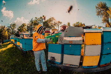 Image showing Beekeepers checking honey on the beehive frame in the field. Small business owners on apiary. Natural healthy food produceris working with bees and beehives on the apiary.