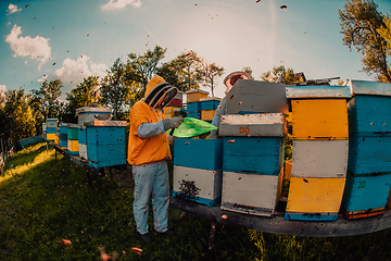 Image showing Beekeepers checking honey on the beehive frame in the field. Small business owners on apiary. Natural healthy food produceris working with bees and beehives on the apiary.