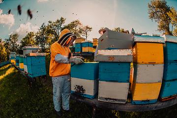 Image showing Beekeepers checking honey on the beehive frame in the field. Small business owners on apiary. Natural healthy food produceris working with bees and beehives on the apiary.